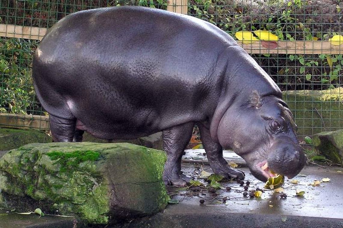 Zoo w Zamościu: Będą stawy, będą hipopotamy Zoo w Zamościu: Będą stawy, będą hipopotamy