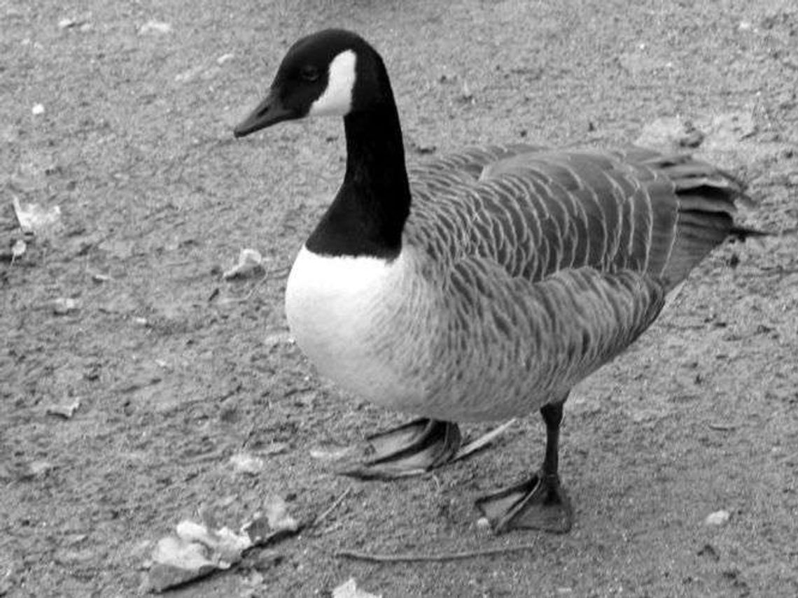 ZOO w Zamościu: Bernikle kanadyjskie odłowione. Powodem jest ptasia grypa