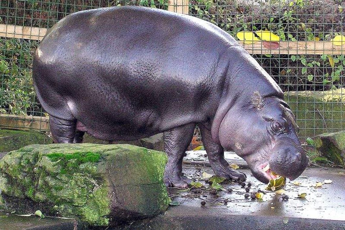 Zoo w Zamościu: Budują dom dla hipopotamów. Będą też tapiry i kapibary