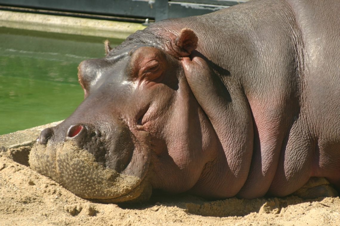 Zoo w Zamościu chce hipopotama