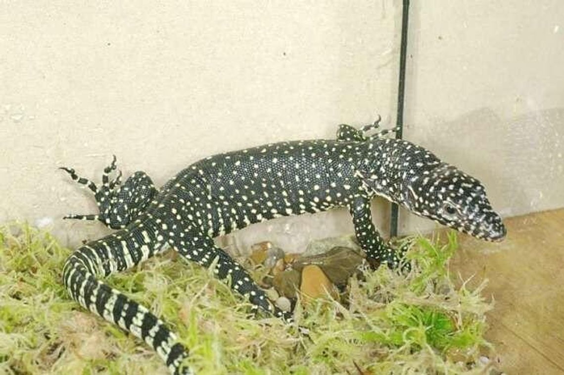 Zoo w Zamościu: Na świat przyszedł waran Zoo w Zamościu: Na świat przyszedł waran