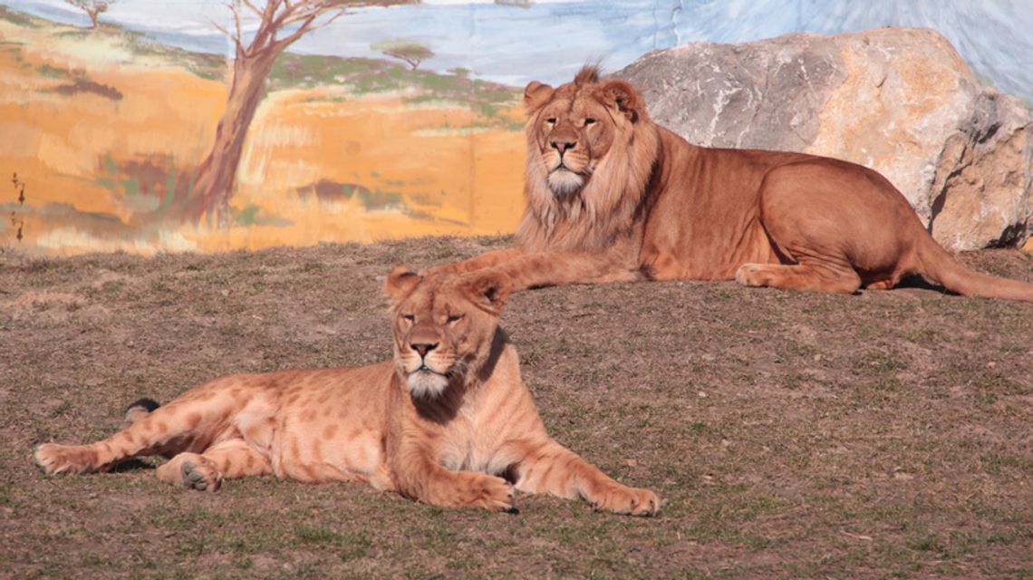 Zoo w Zamościu najlepsze!