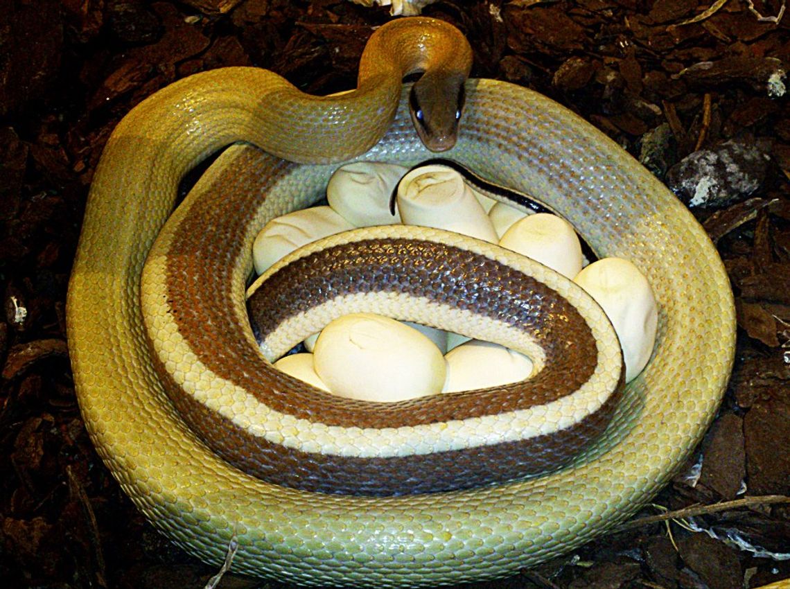 Zoo w Zamościu: Nieplanowane jaja