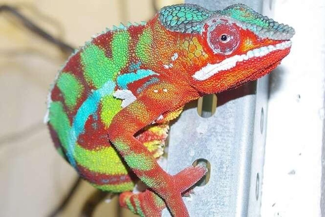 ZOO w Zamościu: Są nowi mieszkańcy m.in. kameleon lamparci. Jest hotel dla pszczół 