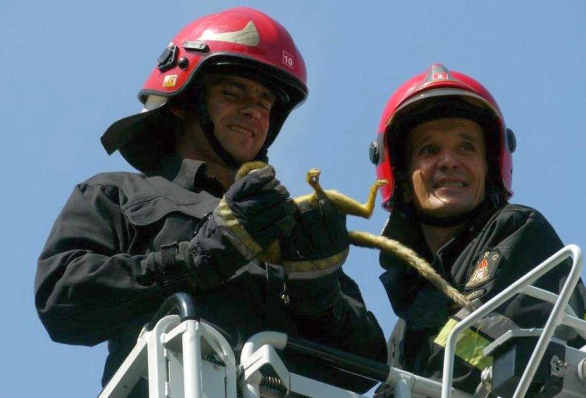 Zoo w Zamościu: Strażacy ściągali małpę z drzewa. Usnęła (zdjęcia)