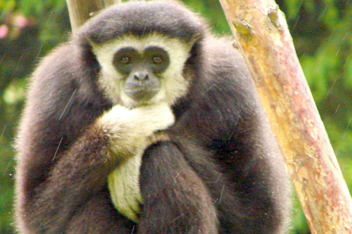 Zoo w Zamościu: Tata gibbon dumny z syna