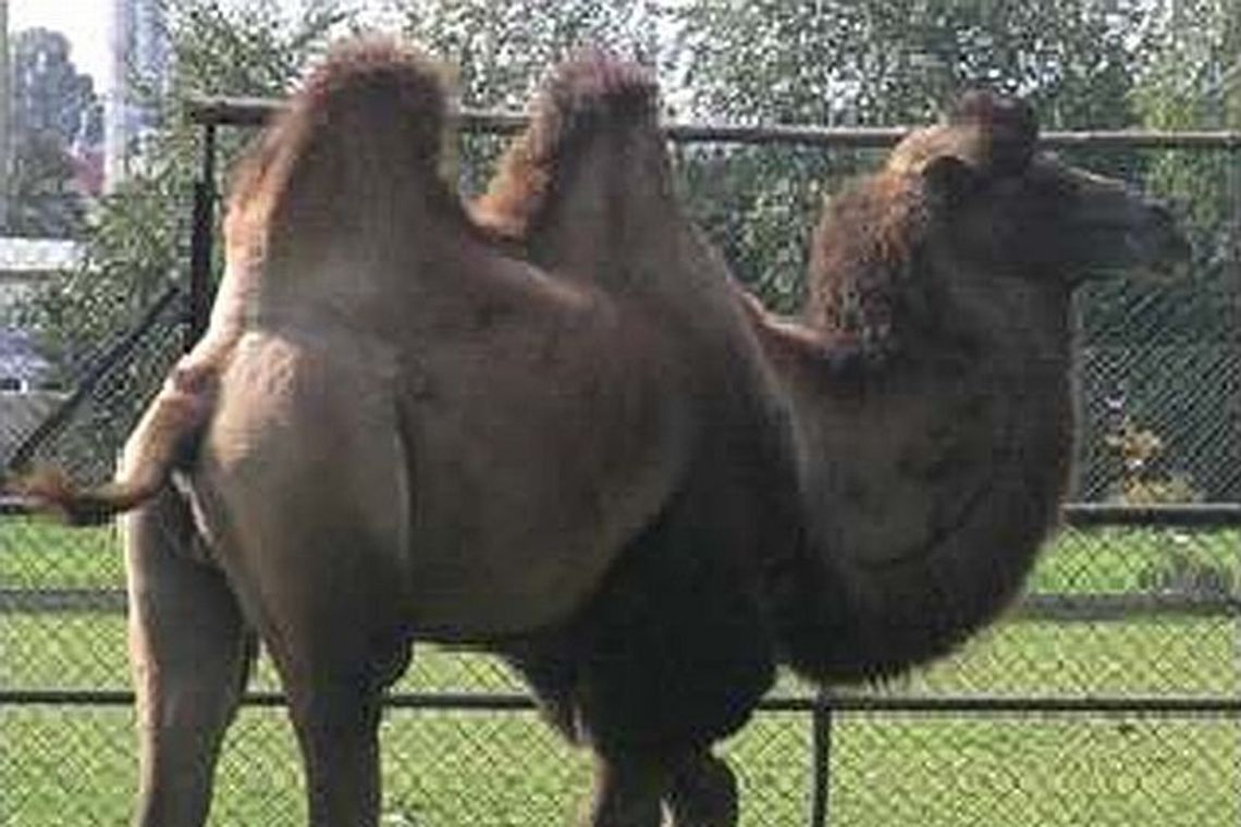 Zoo w Zamościu: Tylko wielbłąd Michał lubi upały