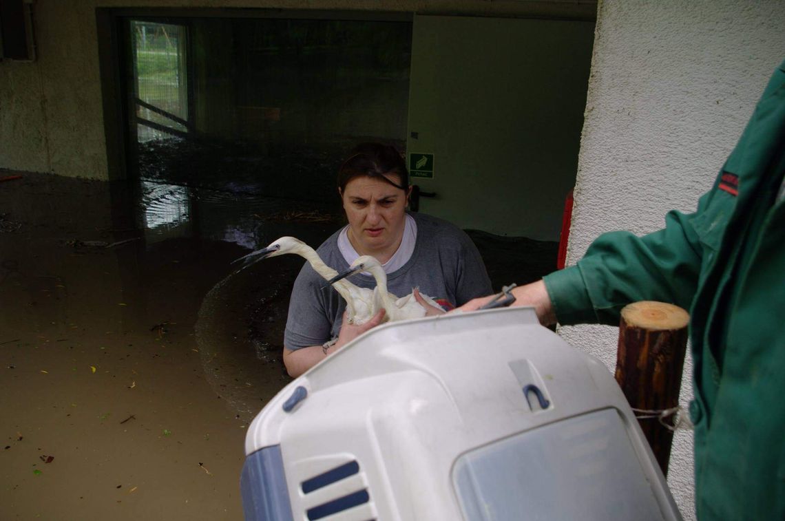 Zoo w Zamościu walczy z wodą