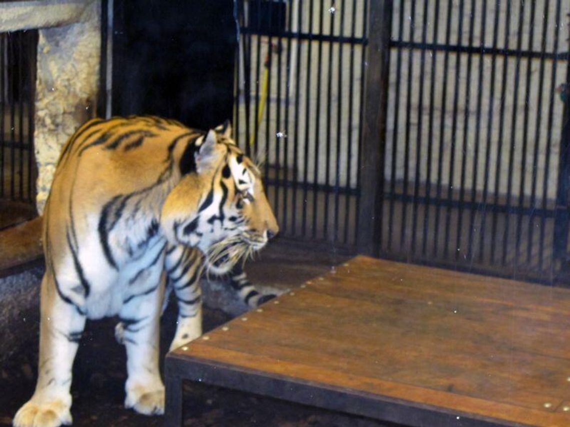 Zoo w Zamościu znowu otwarte. Ma nowych mieszkańców