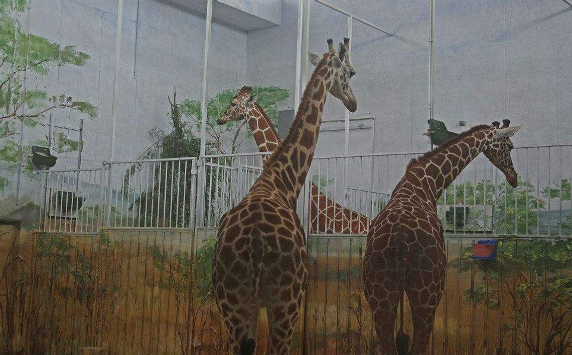 Zoo w Zamościu: Zobacz żyrafy za darmo