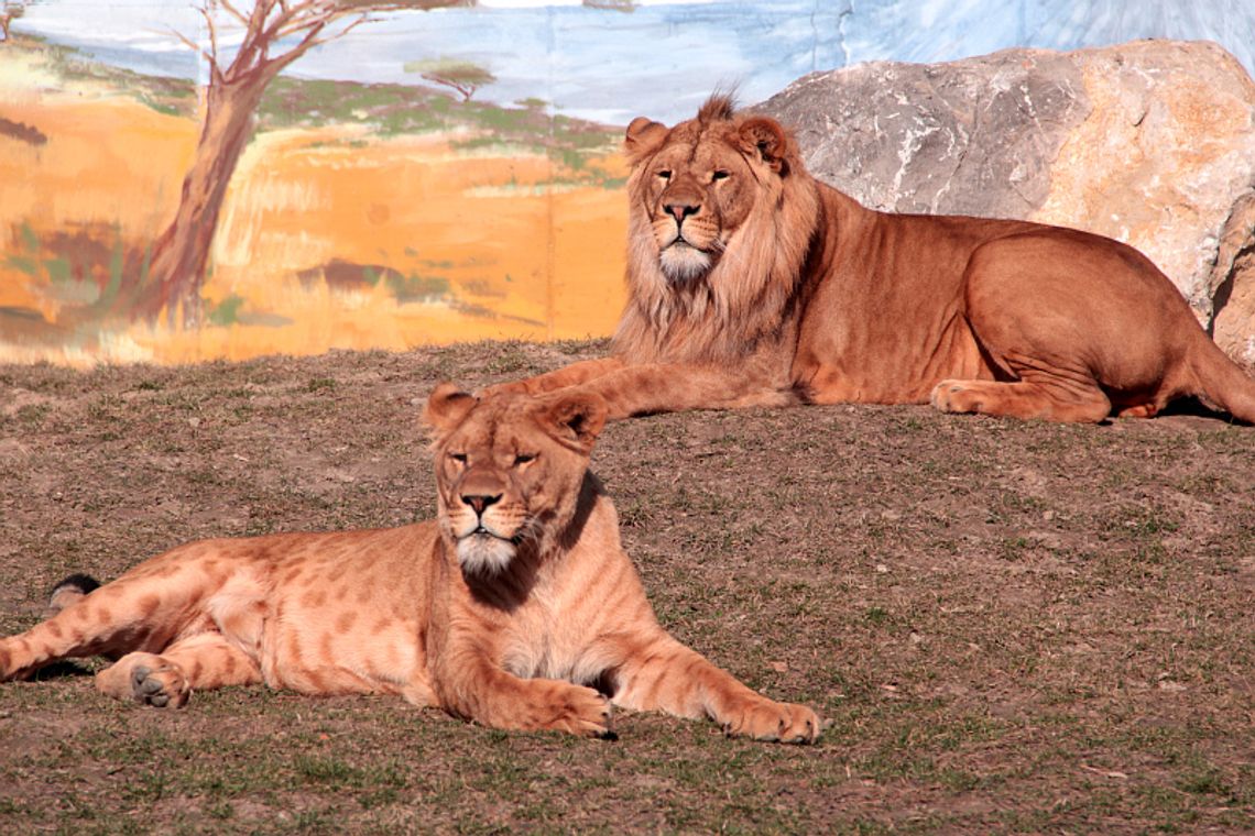 Zoo z nominacją w konkursie Cuda Funduszy Europejskich