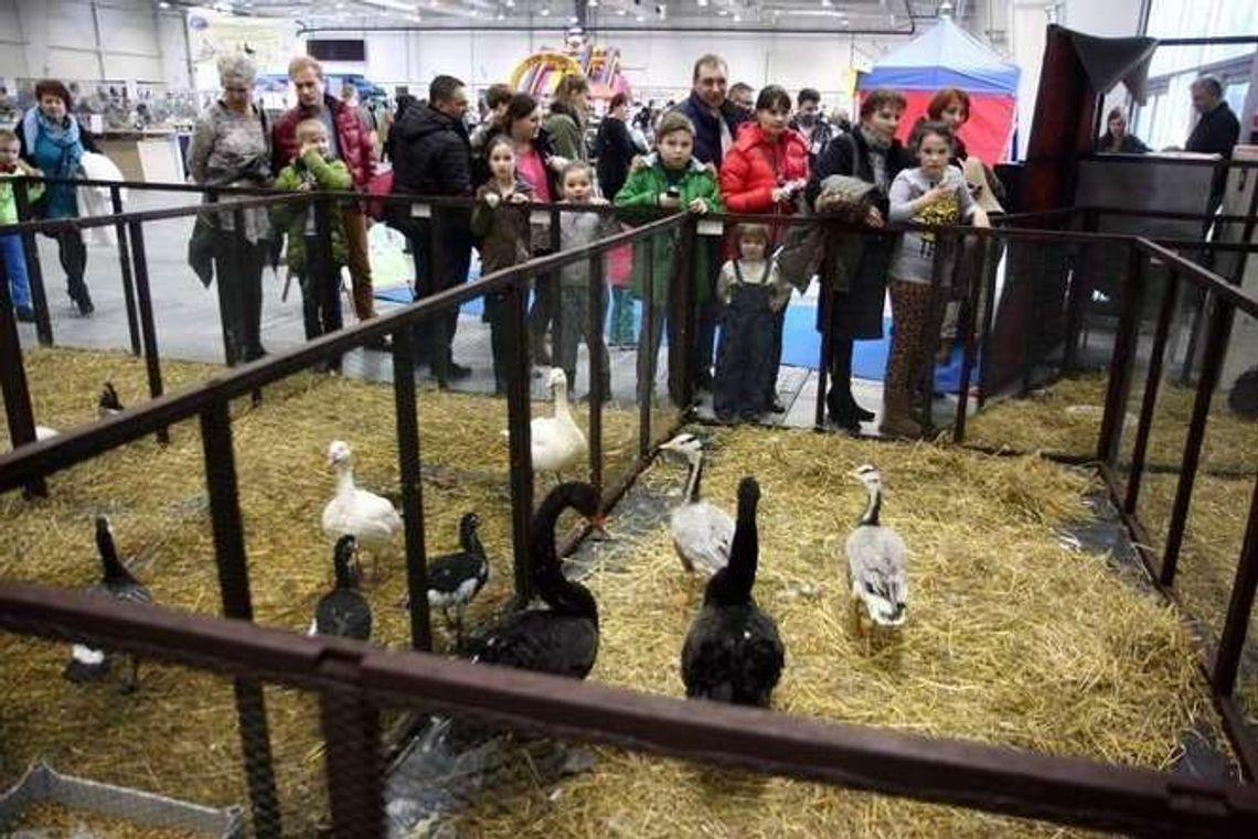 Zoopark 2016 w Lublinie: koty, konie, owce, drób
