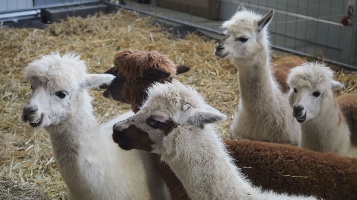 ZOOPARK 2019 w Targach Lublin. Będzie można zobaczyć te zwierzęta [program wydarzeń]