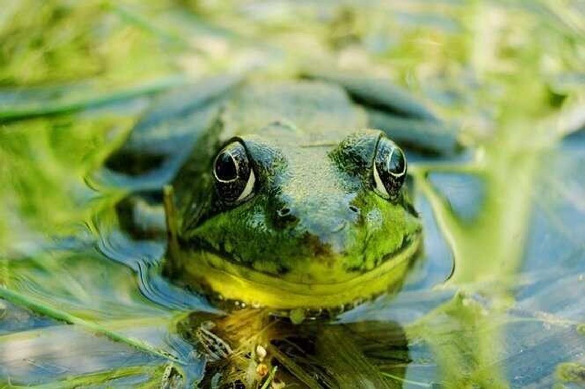 Zoopark w Targach Lublin. Gratka dla miłośników zwierząt