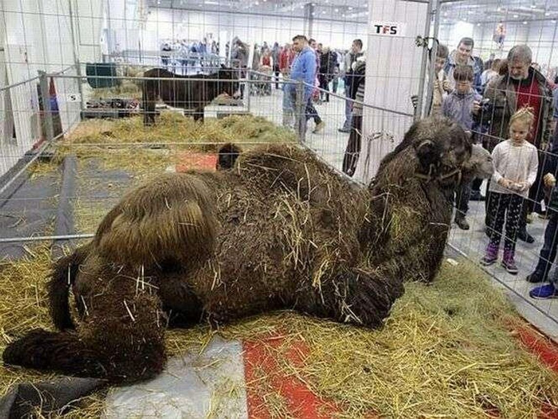 Zoopark w Targach Lublin: Można zobaczyć m.in. renifera i wielbląda Zoopark w Targach Lublin: Można zobaczyć m.in. renifera i wielbląda