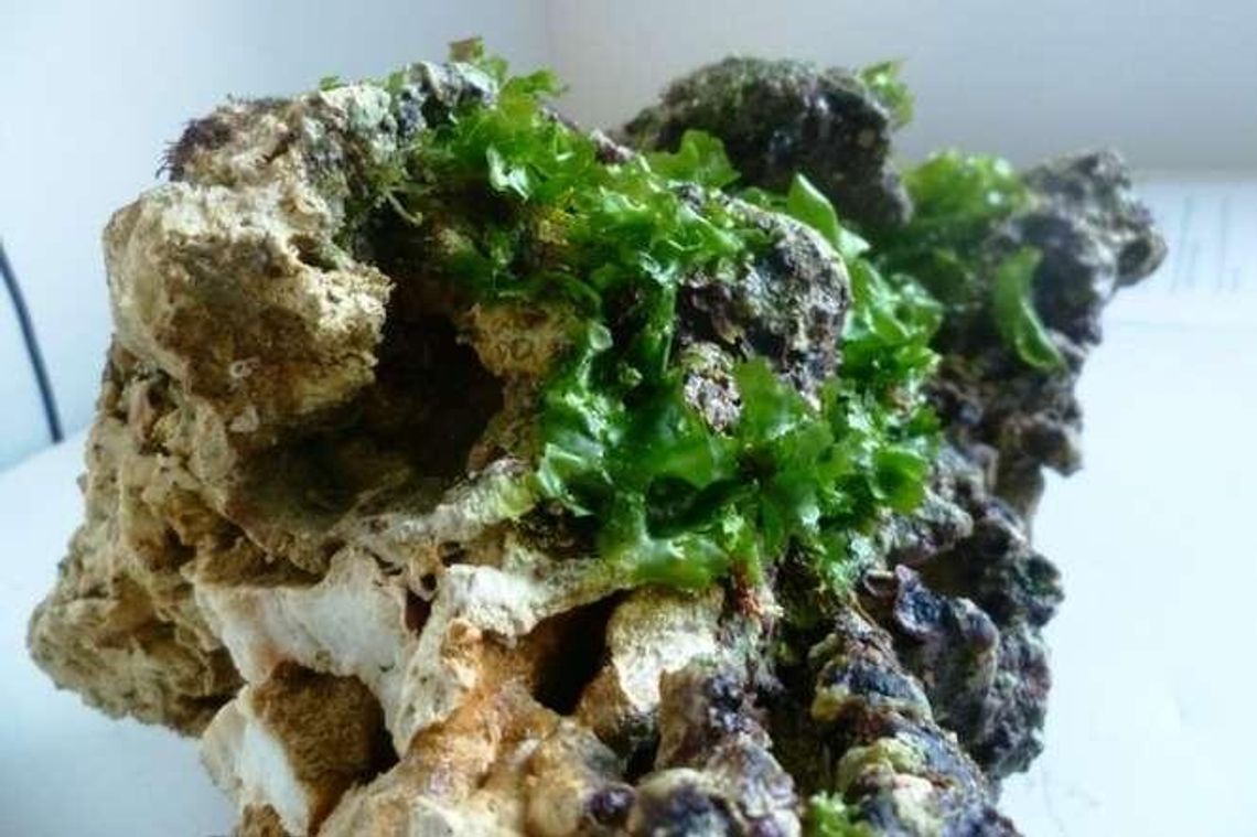 Zosin: Przemyt rafy koralowej. Chcieli wywieźć z Polski 170 kg "żywej skały" Zosin: Przemyt rafy koralowej. Chcieli wywieźć z Polski 170 kg "żywej skały"