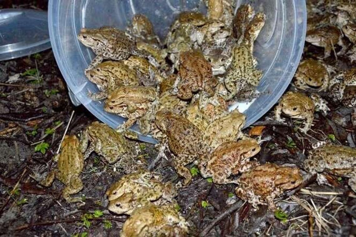 Zostań żabim wolontariuszem