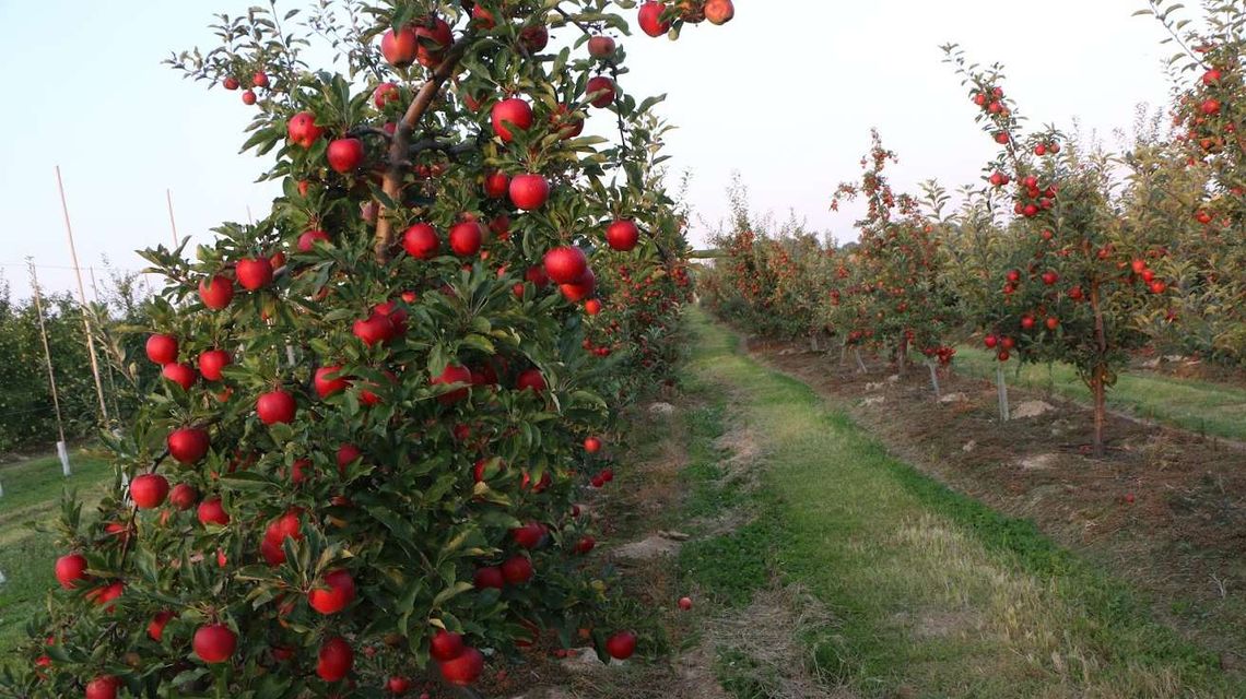 ZPP: Embargo Rosji na żywność. Polska sobie poradziła