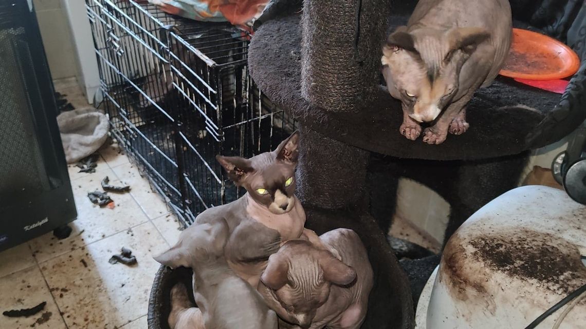 "Żrący fetor i kilogramy fekaliów". Interwencja w miejscu hodowli rasowych kotów "Żrący fetor i kilogramy fekaliów". Interwencja w miejscu hodowli rasowych kotów