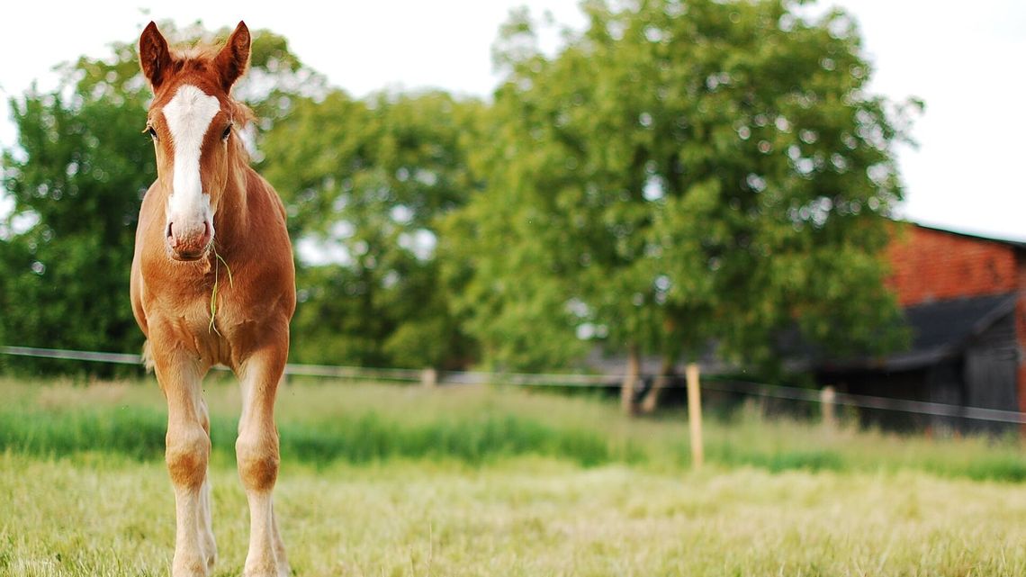 Źrebię wybiegło na drogę wprost pod jadącego motocyklistę Źrebię wybiegło na drogę wprost pod jadącego motocyklistę