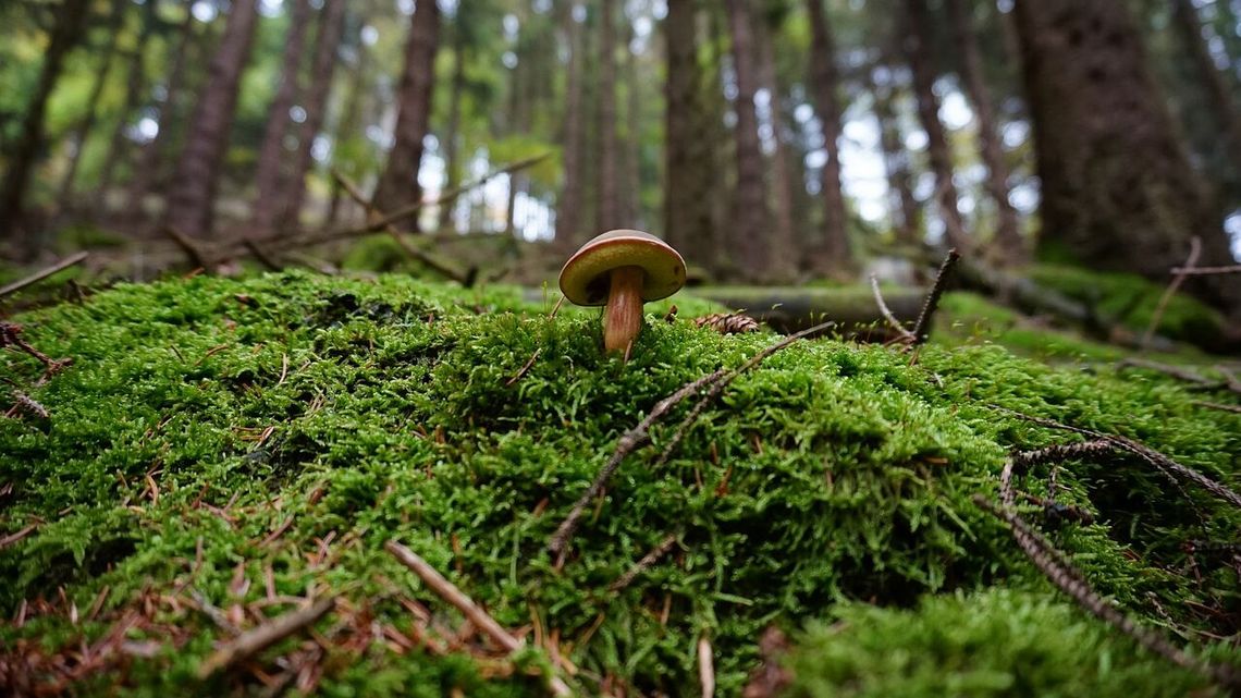 Zrobi się ciepło. Grzybiarze zacierają ręce
