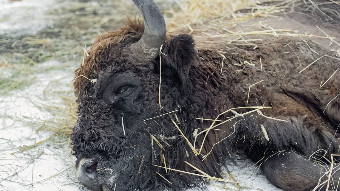 Żubr konał w męczarniach pod Białą Podlaską. Po co nadleśnictwu martwe zwierzę? 