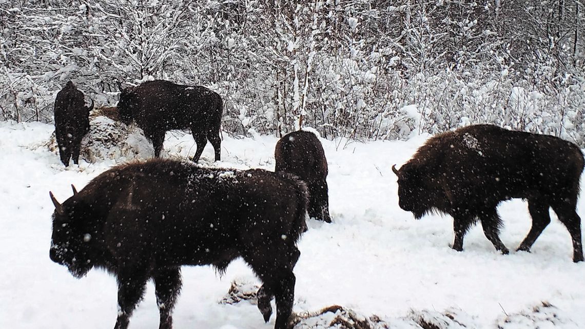 Żubry w Lasach Janowskich. Przygotowania do wsiedlenia zwierząt trwały półtora roku