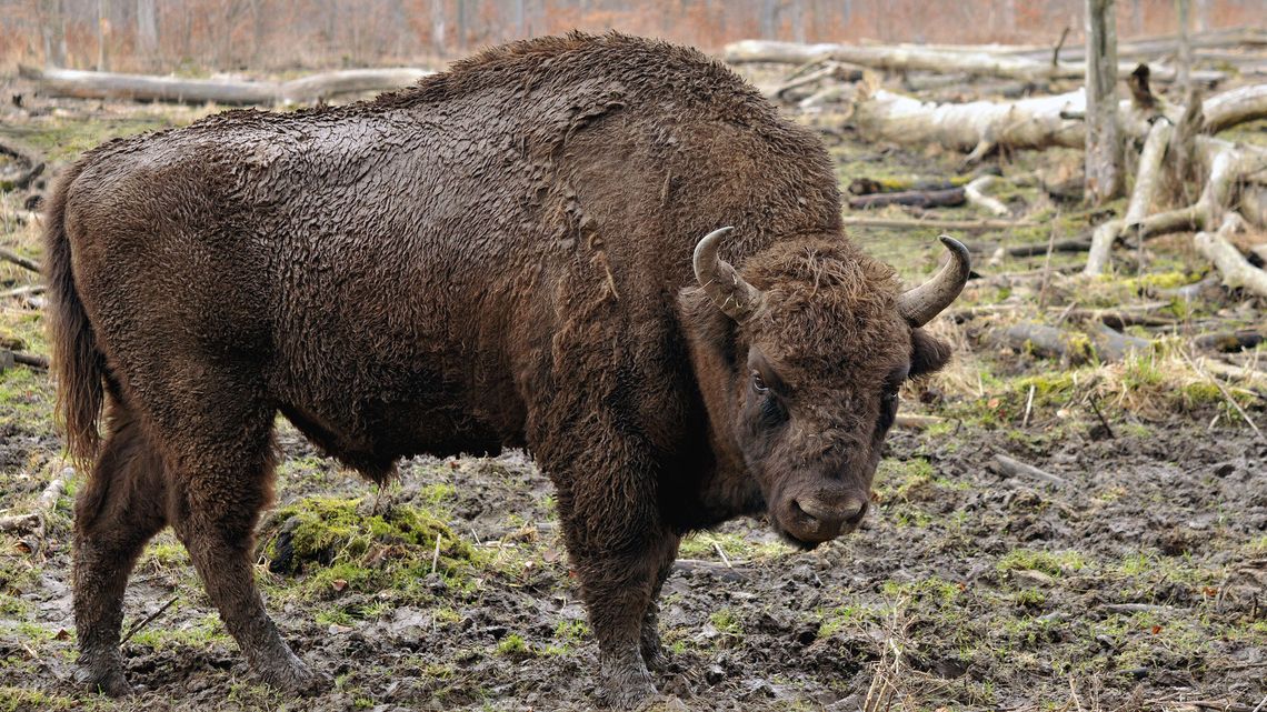 Żubry zamieszkają w woj. lubelskim. Docelowo stado ma liczyć od 30 do 40 sztuk