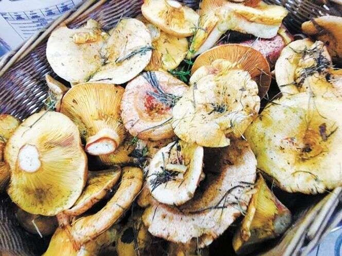 Zupa z opieniek czy rydze na miodzie? Najlepsze przepisy na potrawy z grzybami