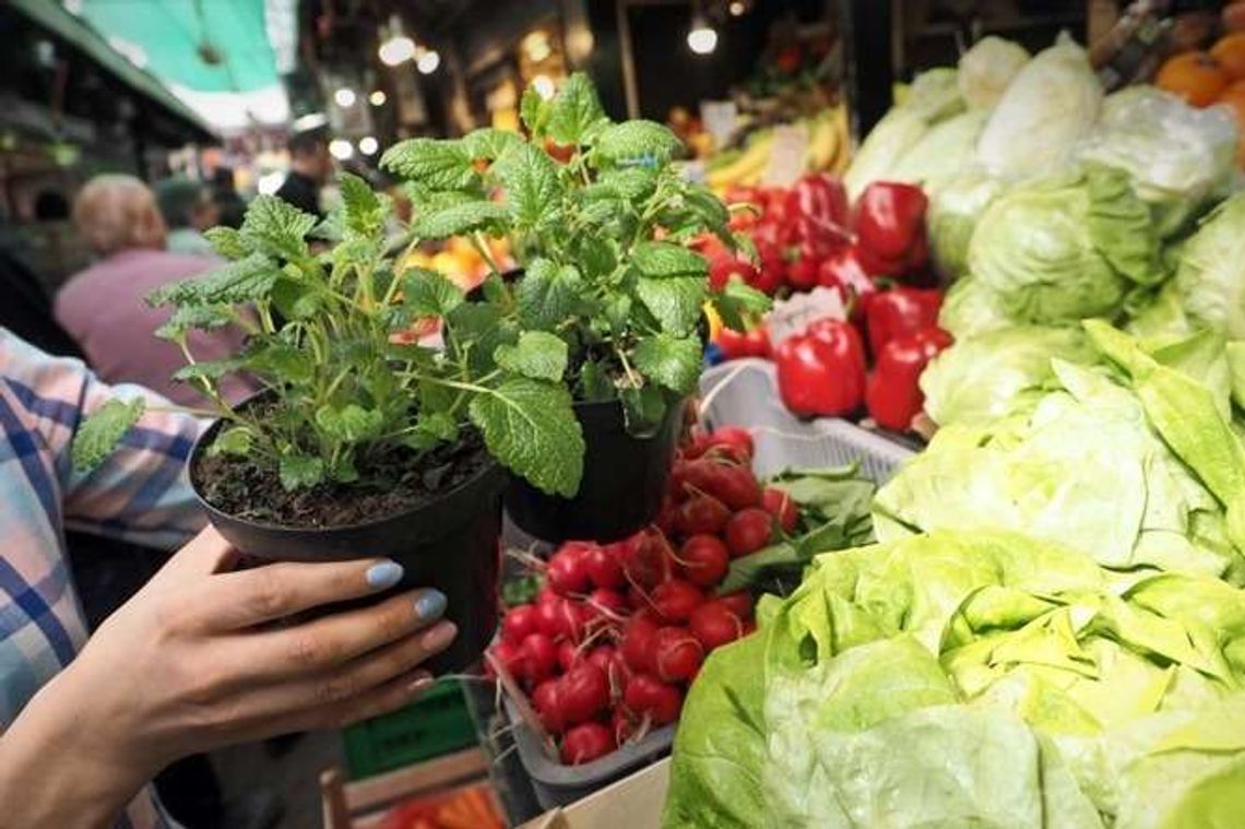 Zupa z pokrzywy, pizza z mniszkiem. Kwietniowy smak Zupa z pokrzywy, pizza z mniszkiem. Kwietniowy smak