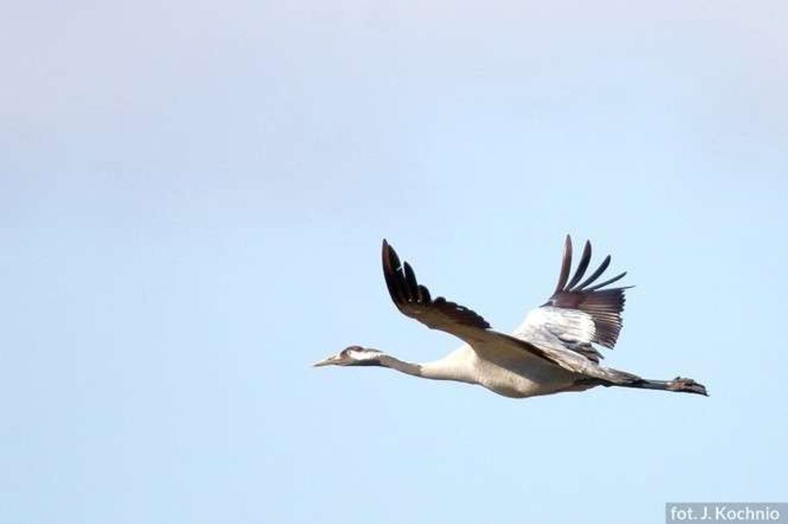 Żurawie niczym jaskółki wiosny. Gęsi też już przyleciały