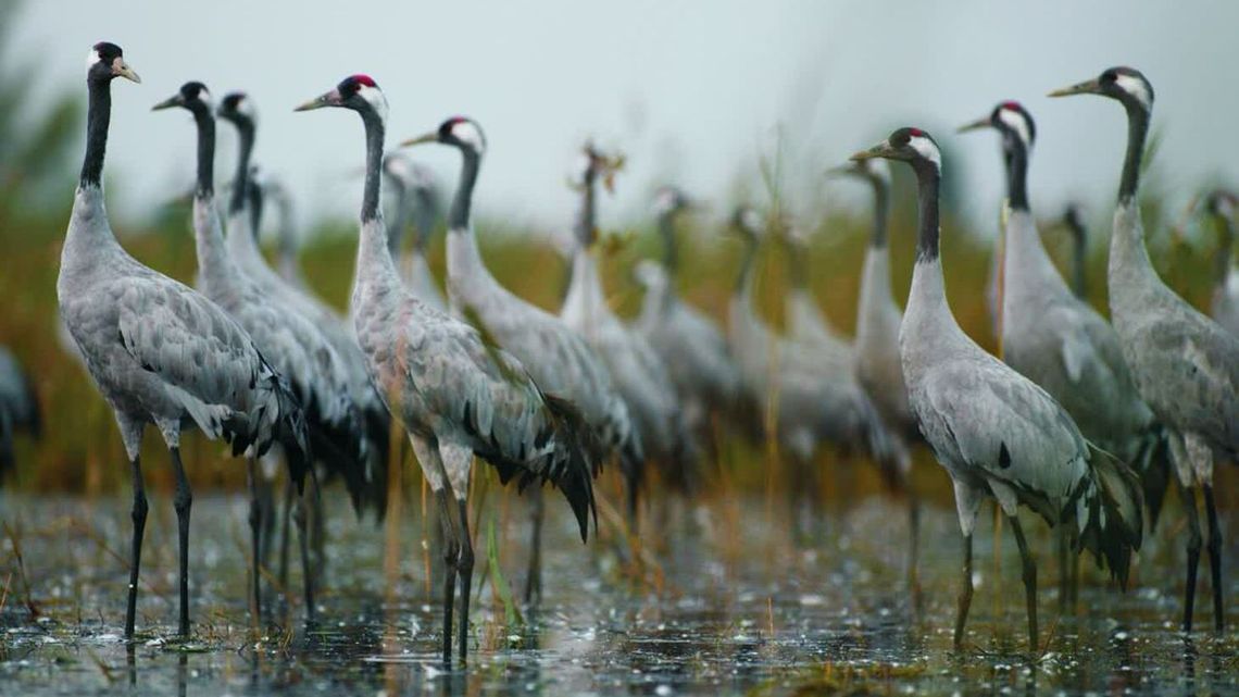 Żurawie odlatują. Poleski Park Narodowy zaprasza na "pożegnanie"