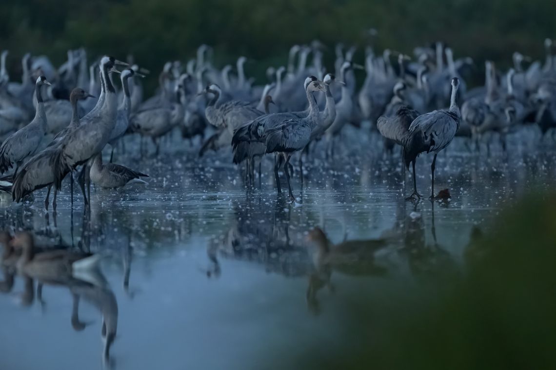 Żurawie z Lubelszczyzny – pięć lat badań odsłania kulisy ich życia