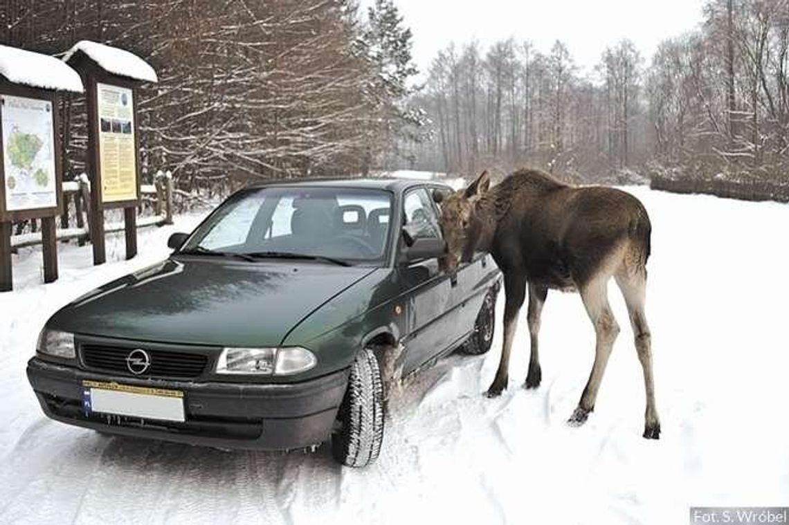 Zuza - elegantka prosto z lasu. Przyszła przejrzeć się w lusterku
