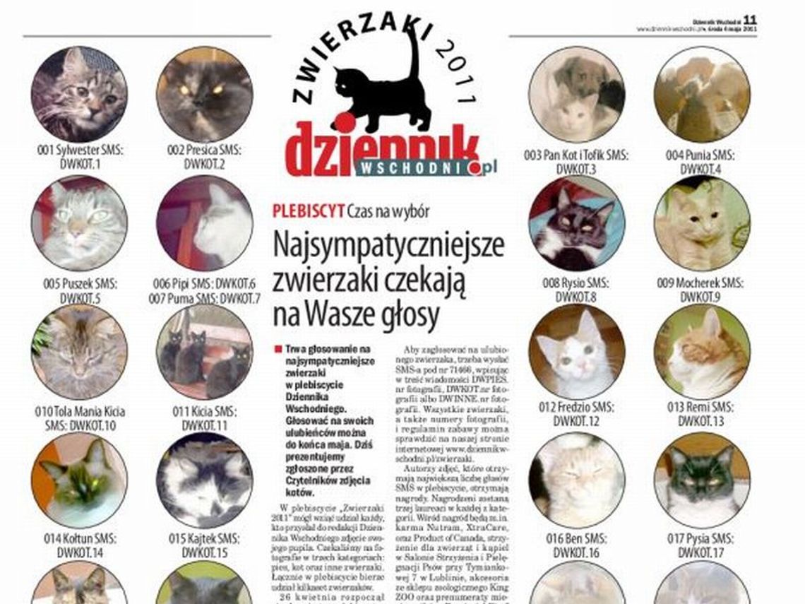 \"Zwierzaki 2011\": W środę 4 maja w Dzienniku Wschodnim zdjęcia kotów