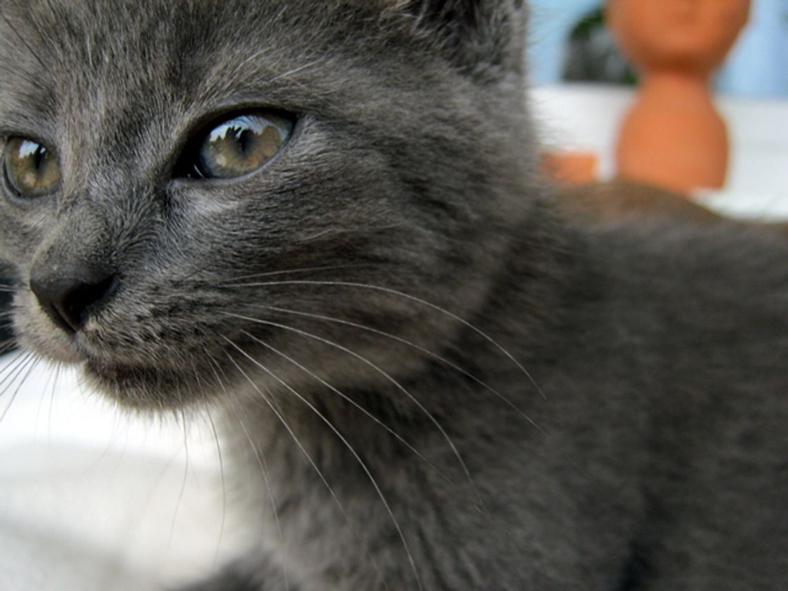 Zwierzaki 2012: Głosowanie tylko do 31 maja do 12:00