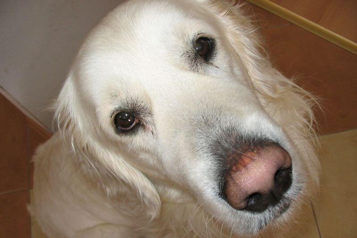 Zwierzaki 2012: Ostatni dzień na zgłoszenia (zdjęcia)