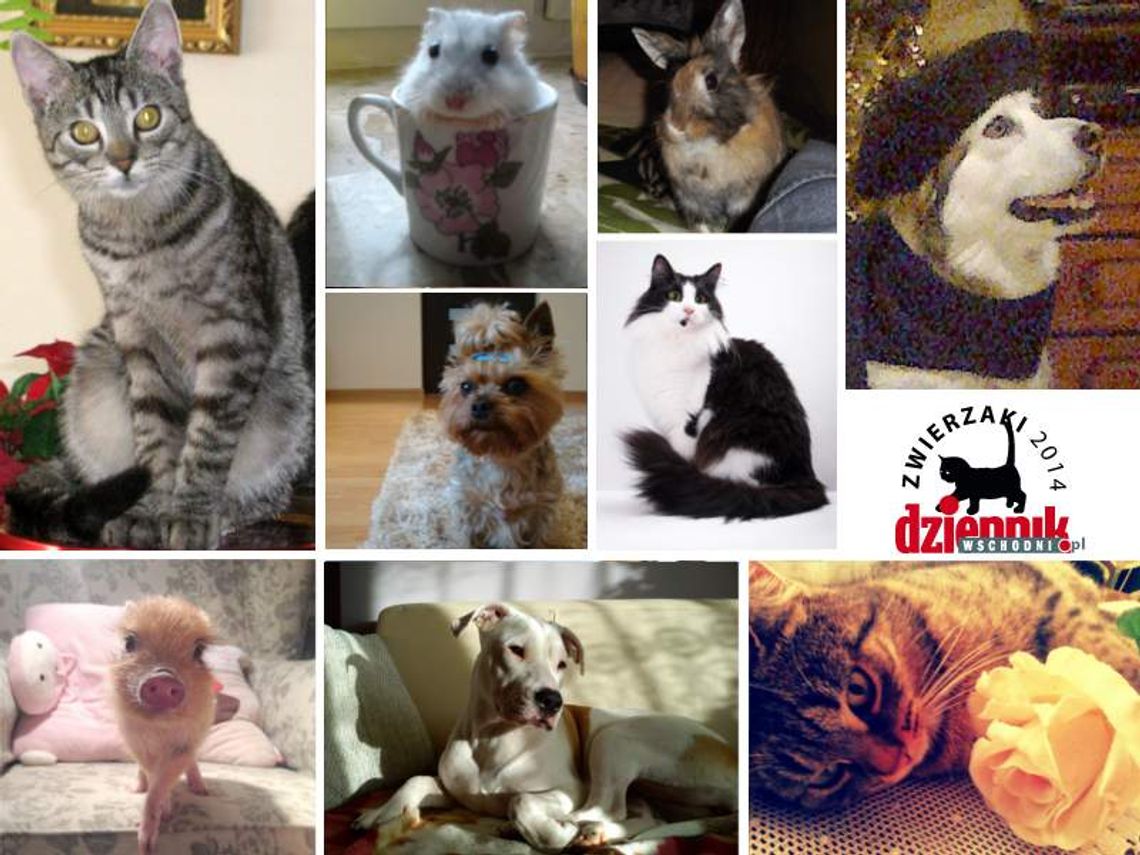 Zwierzaki 2014 wybrane! Zobacz zdjęcia