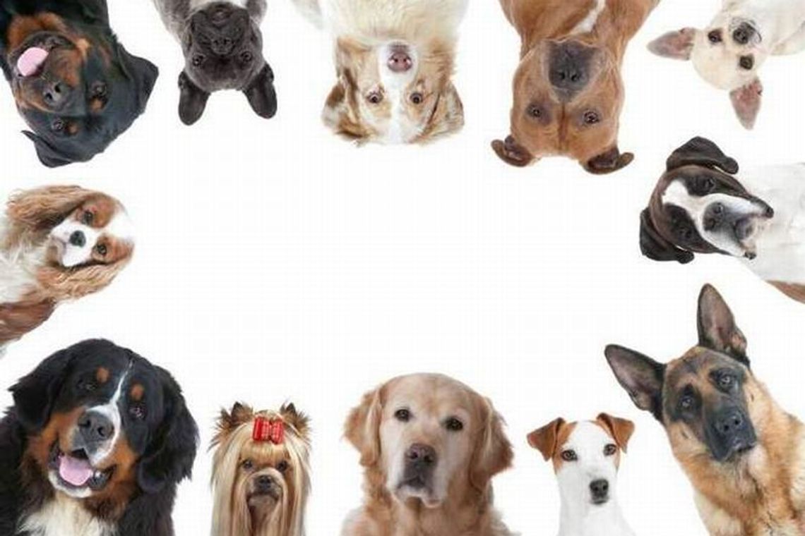 Zwierzaki czekają na Wasze głosy do 31 maja