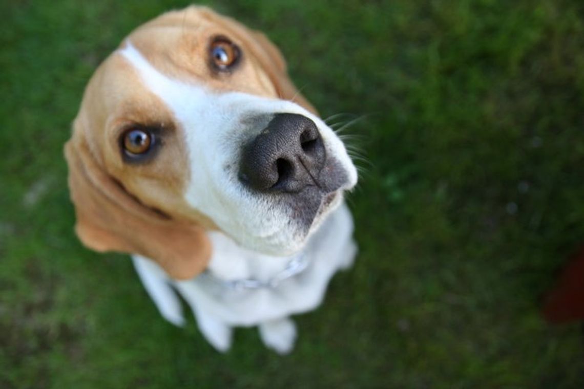 Zwierzaki czekają na Wasze głosy tylko do 31 maja