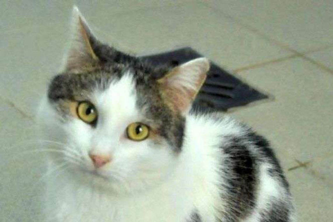 Zwierzaki do adopcji. Zdjęcia psów i kotów ze schroniska w Lublinie