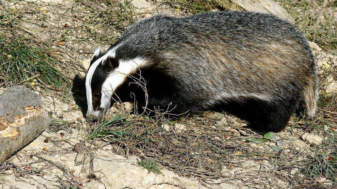 Zwierzęta szykują się do zimowego snu. Tak robi to leśny czyścioch z Polesia Zwierzęta szykują się do zimowego snu. Tak robi to leśny czyścioch z Polesia