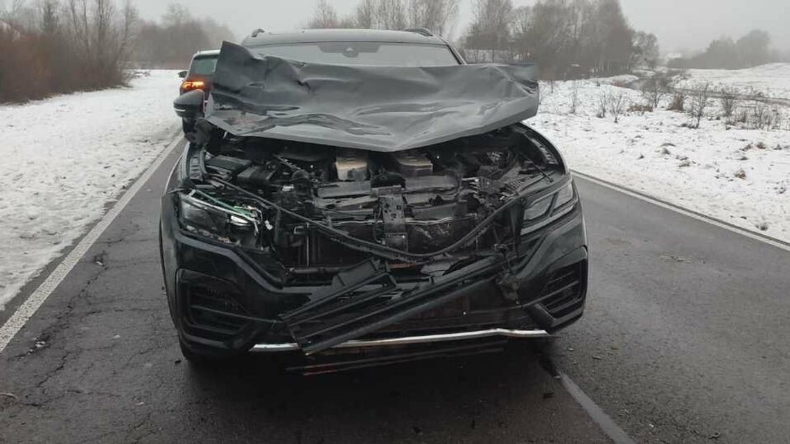 Zwierzęta wpadają pod samochody. Trzeci raz w tym miesiącu