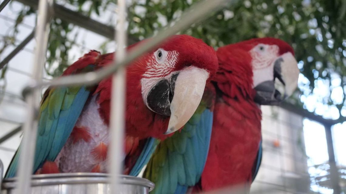 Zwierzęta z odległych zakątków świata w Lublinie. Można je zobaczyć w Targach Lublin