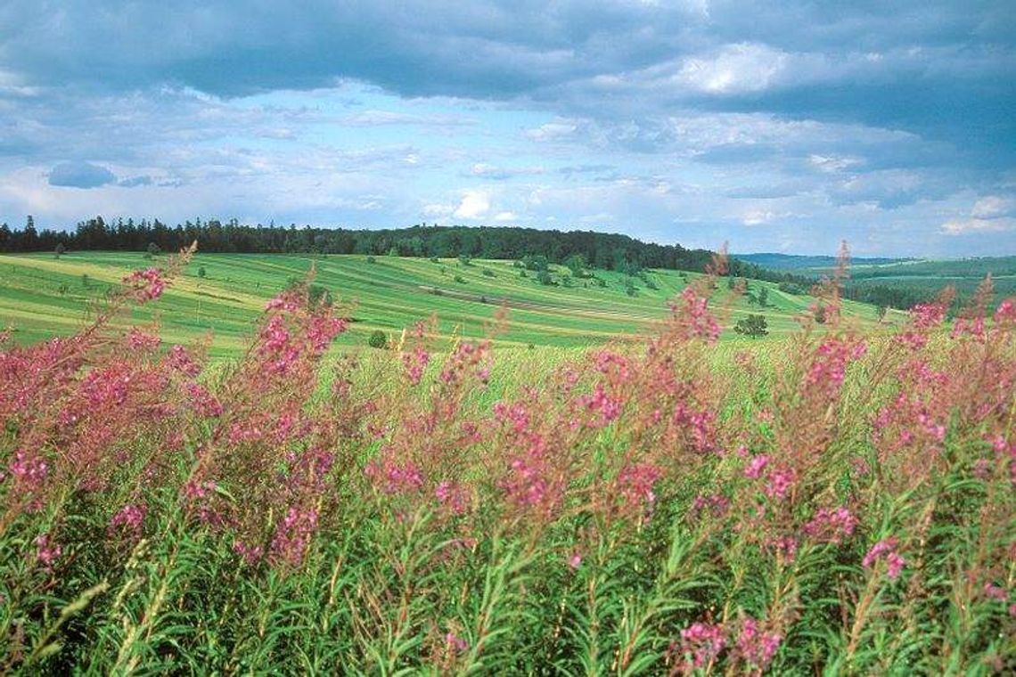 Zwierzyniec. Widoki na Roztocze z nowej wieży