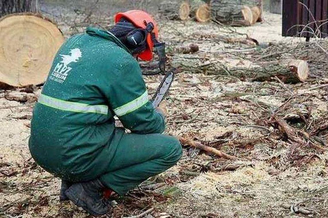 Zwierzyniec: Wytną mniej drzew niż planowali