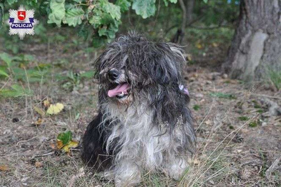 Zwyrodnialec przywiązał tego psa do drzewa. Policja szuka właściciela