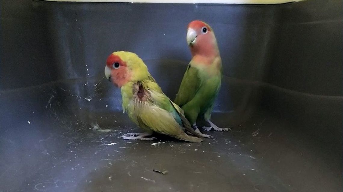 Życie papugi nie jest kolorowe. Zaatakowane przez sroki teraz szukają właściciela Życie papugi nie jest kolorowe. Zaatakowane przez sroki teraz szukają właściciela