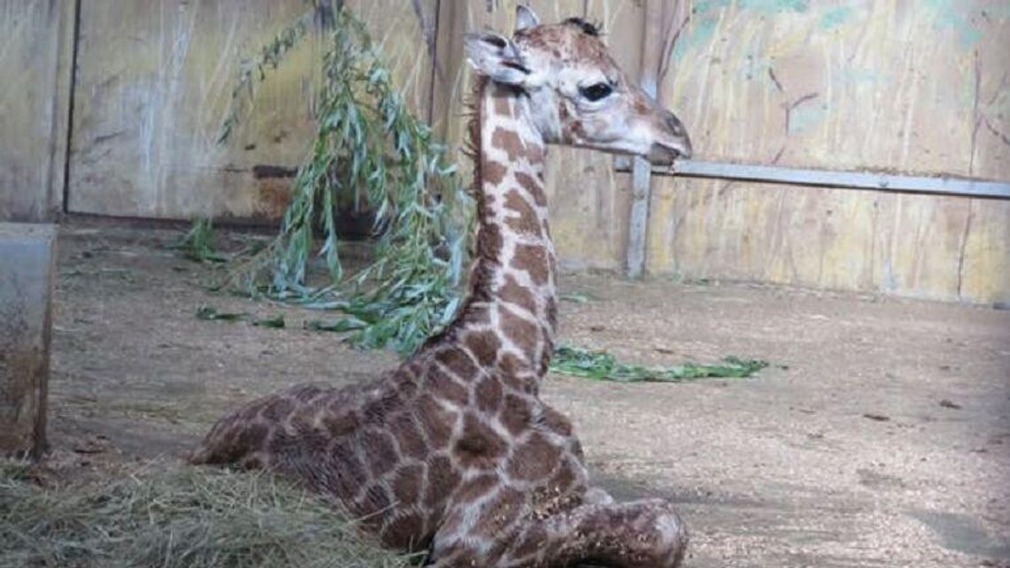 Żyrafiarnia w ZOO już dostępna dla zwiedzających