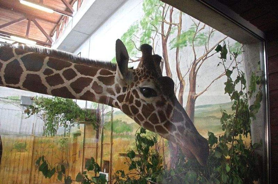 Żyrafy już mieszkają w zamojskim zoo